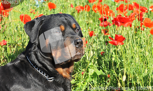 Image of rottweiler in poppies