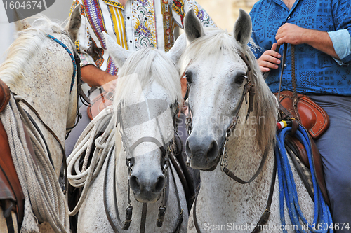 Image of camargue horses