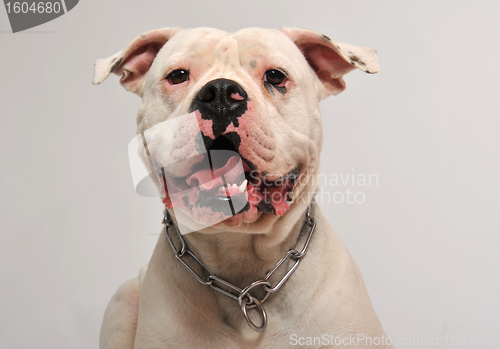 Image of american bulldog