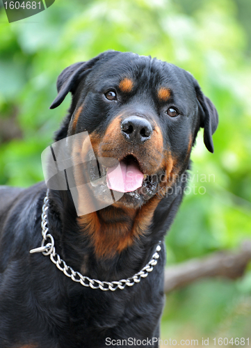 Image of rottweiler