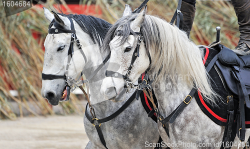 Image of equestrian show