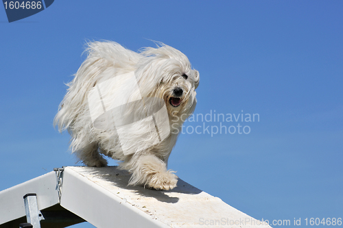 Image of maltese dog