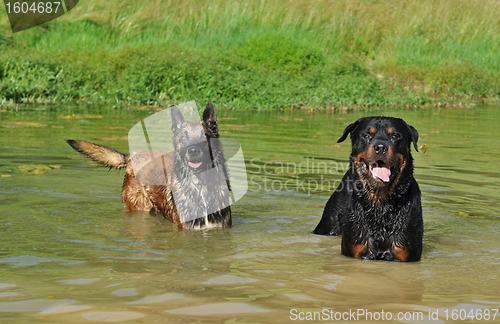 Image of two dogs in river