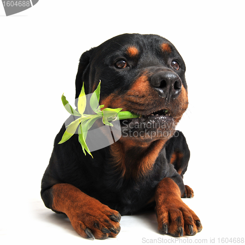 Image of rottweiler and lucky bamboo