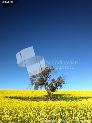 Image of Canola Tree