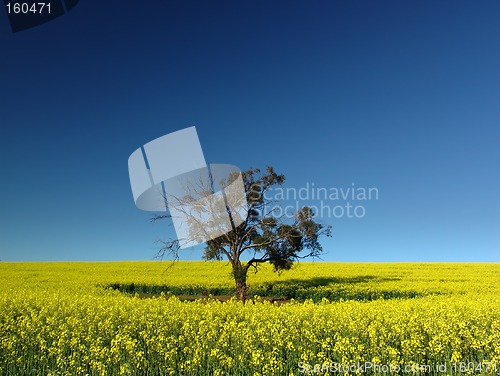 Image of Canola Tree