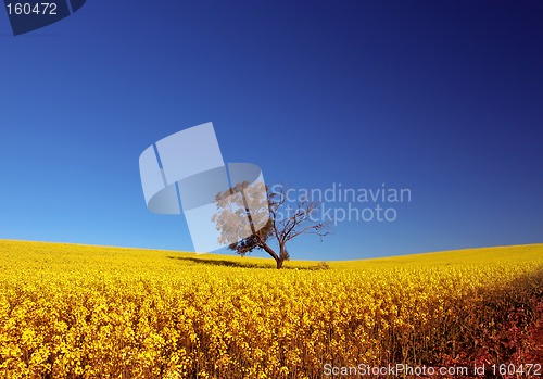 Image of Canola Field