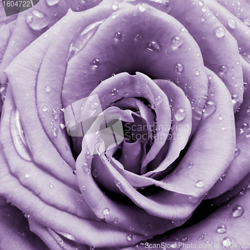 Image of violet rose