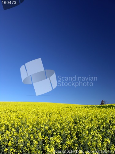 Image of Canola Field