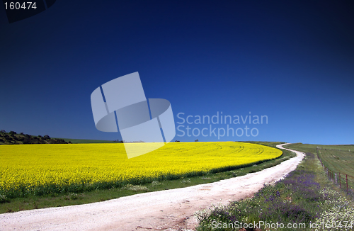 Image of Canola Field