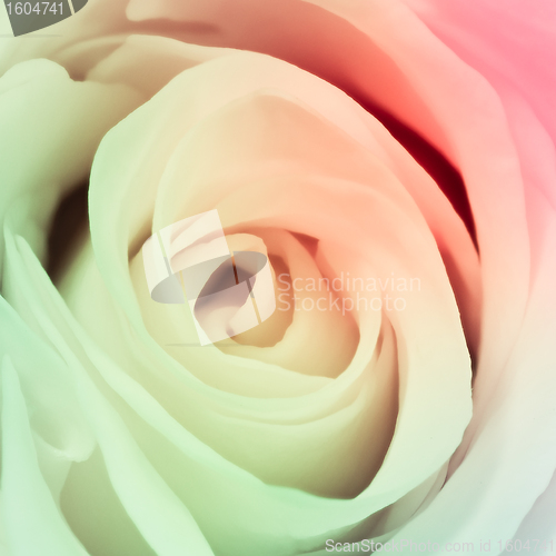 Image of multicolor rose