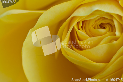 Image of yellow rose macro