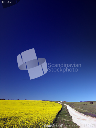 Image of Canola Field