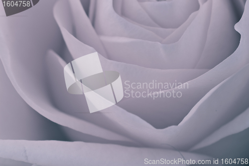 Image of rose macro