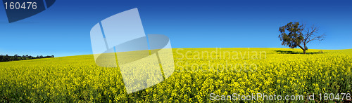 Image of Canola Panoramic