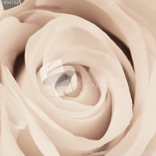 Image of white rose close up