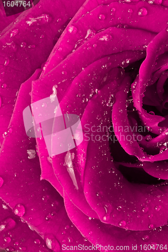 Image of pink rose
