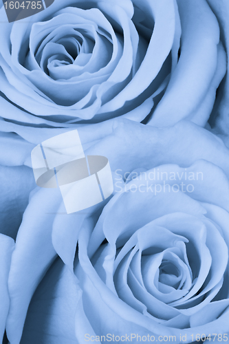 Image of blue rose close up