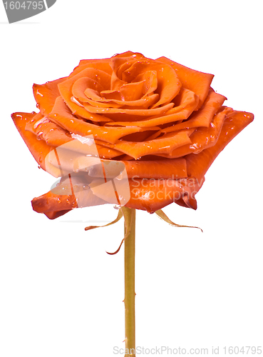 Image of orange rose