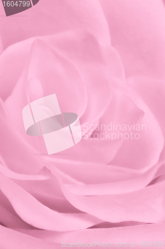 Image of pink rose close up