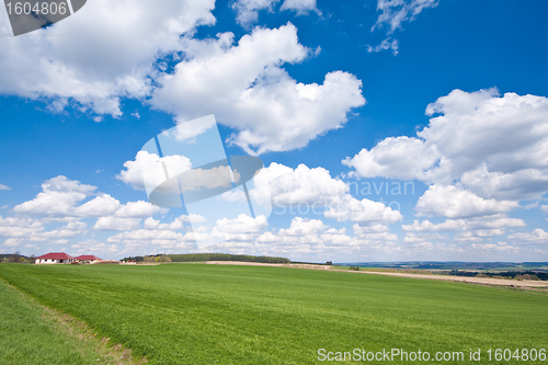 Image of green field