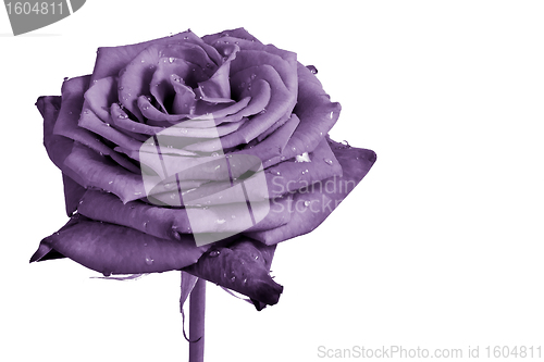 Image of violet rose