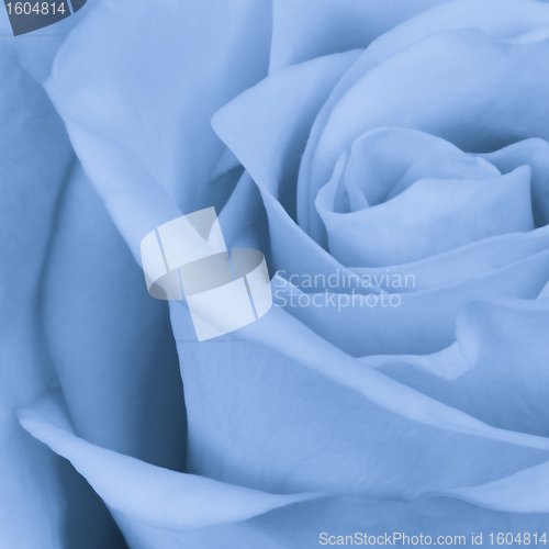 Image of blue rose close up