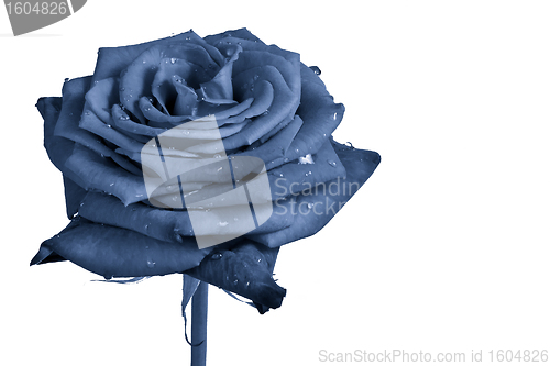 Image of blue rose