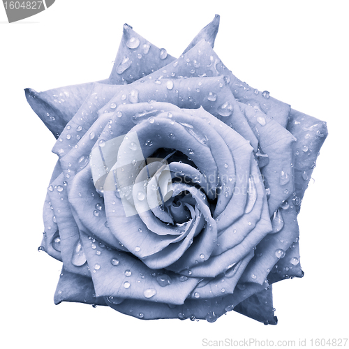 Image of blue rose