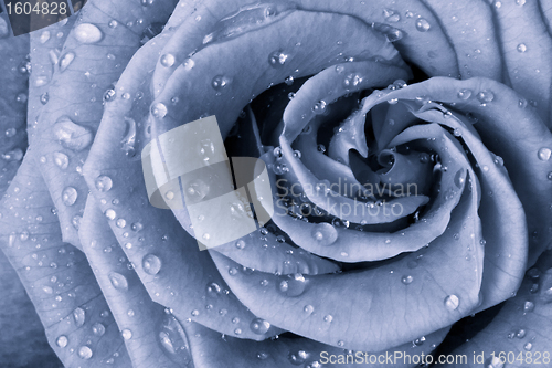 Image of blue rose