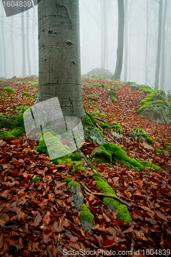 Image of misty forest