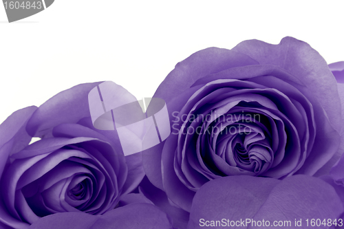 Image of violet rose macro