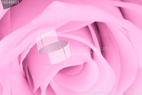 Image of pink rose close up