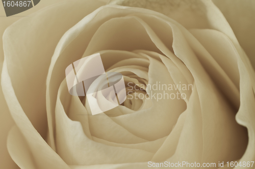 Image of white rose macro