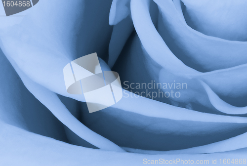 Image of blue rose close up