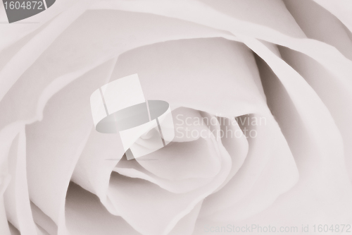 Image of white rose close up