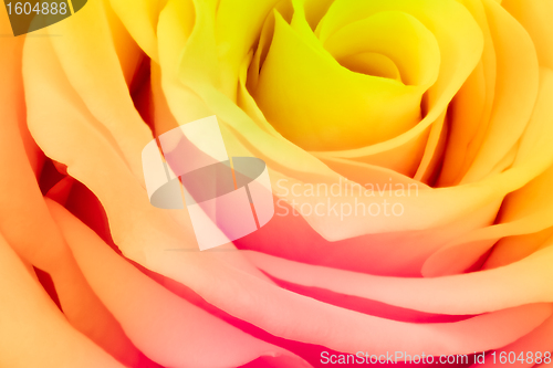 Image of multicolor rose