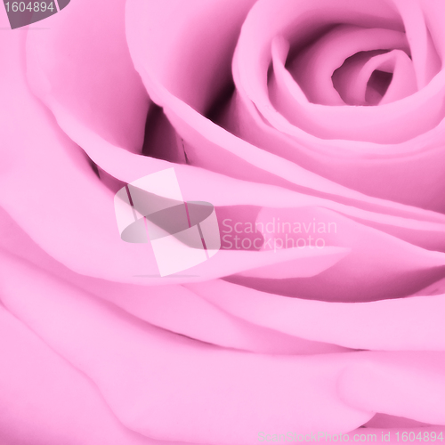 Image of pink rose close up