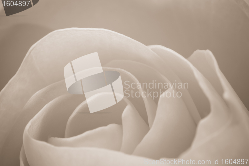 Image of white rose macro