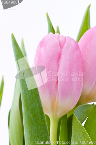 Image of pink tulips