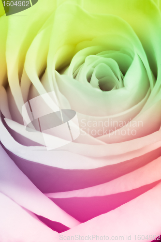 Image of multicolor rose