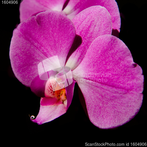 Image of pink orchid