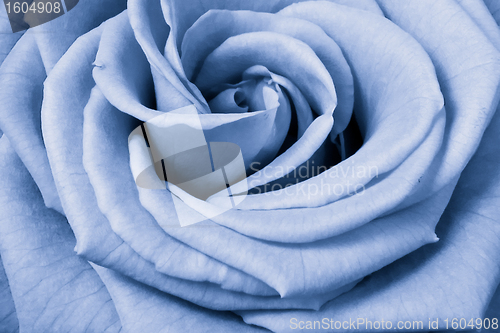 Image of blue rose