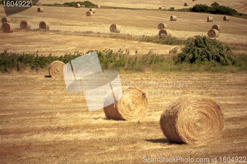 Image of Typical Tuscan landscape