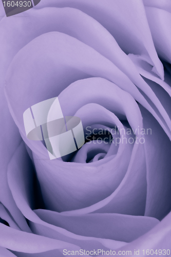 Image of violet rose close up