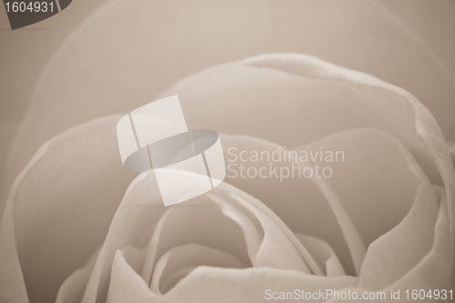 Image of white rose macro