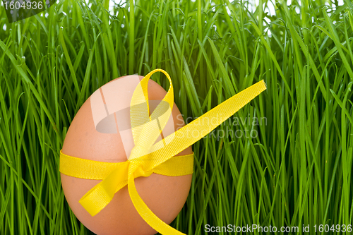 Image of easter egg and grass