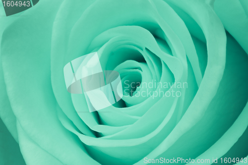 Image of green rose close up