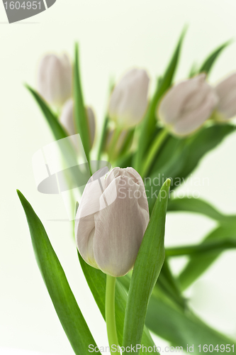 Image of tulips