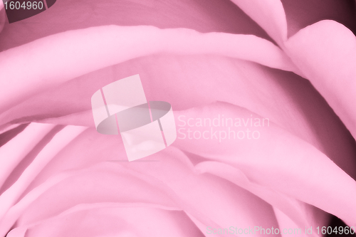 Image of pink rose close up